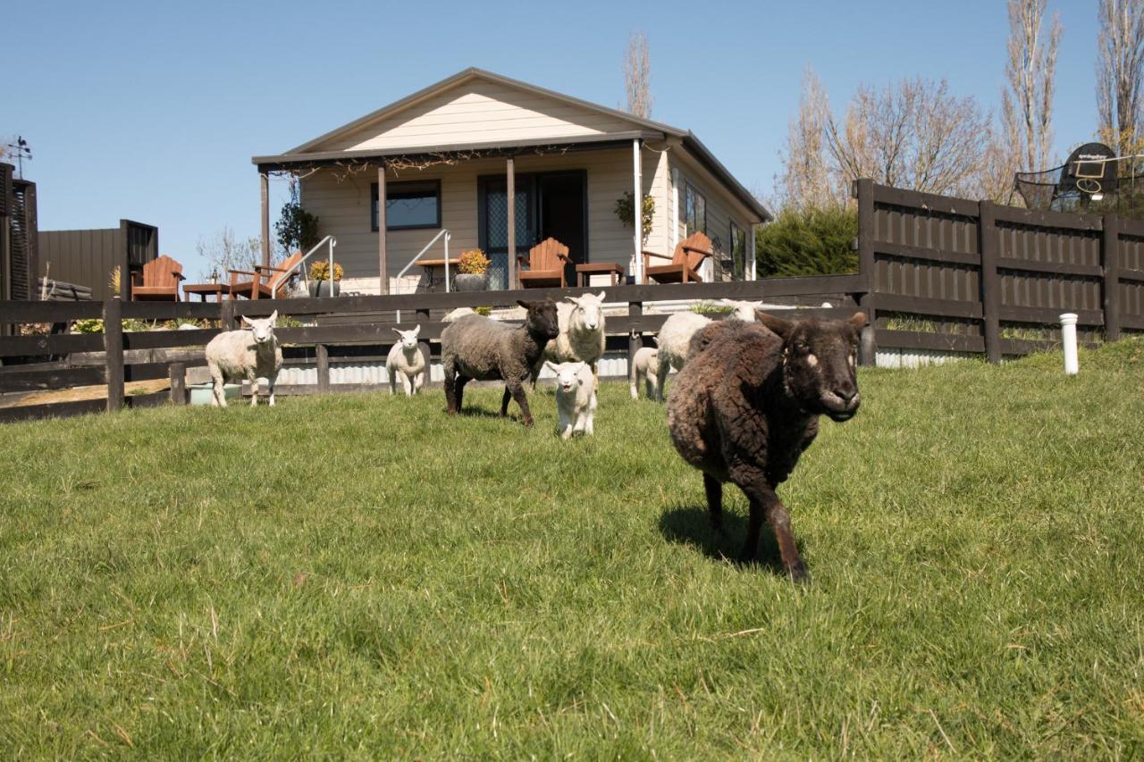 Shearvue Farmstay With Optional Free Farm Experience At 5Pm Fairlie Bagian luar foto