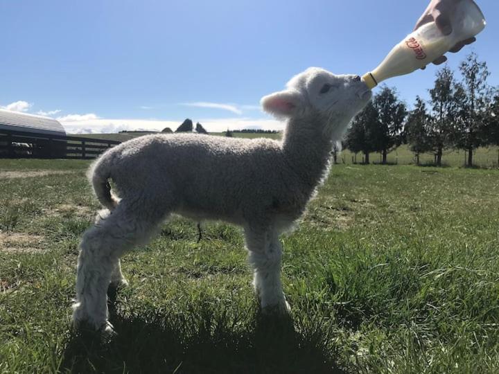 Shearvue Farmstay With Optional Free Farm Experience At 5Pm Fairlie Bagian luar foto