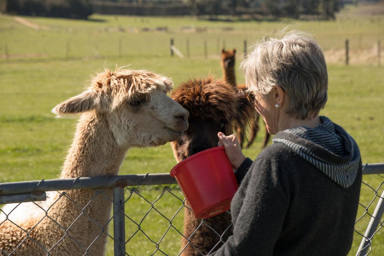 Shearvue Farmstay With Optional Free Farm Experience At 5Pm Fairlie Bagian luar foto