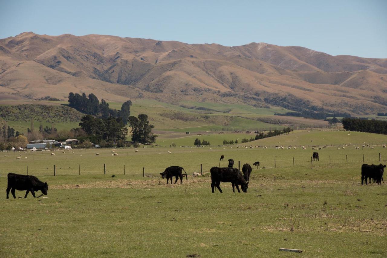 Shearvue Farmstay With Optional Free Farm Experience At 5Pm Fairlie Bagian luar foto